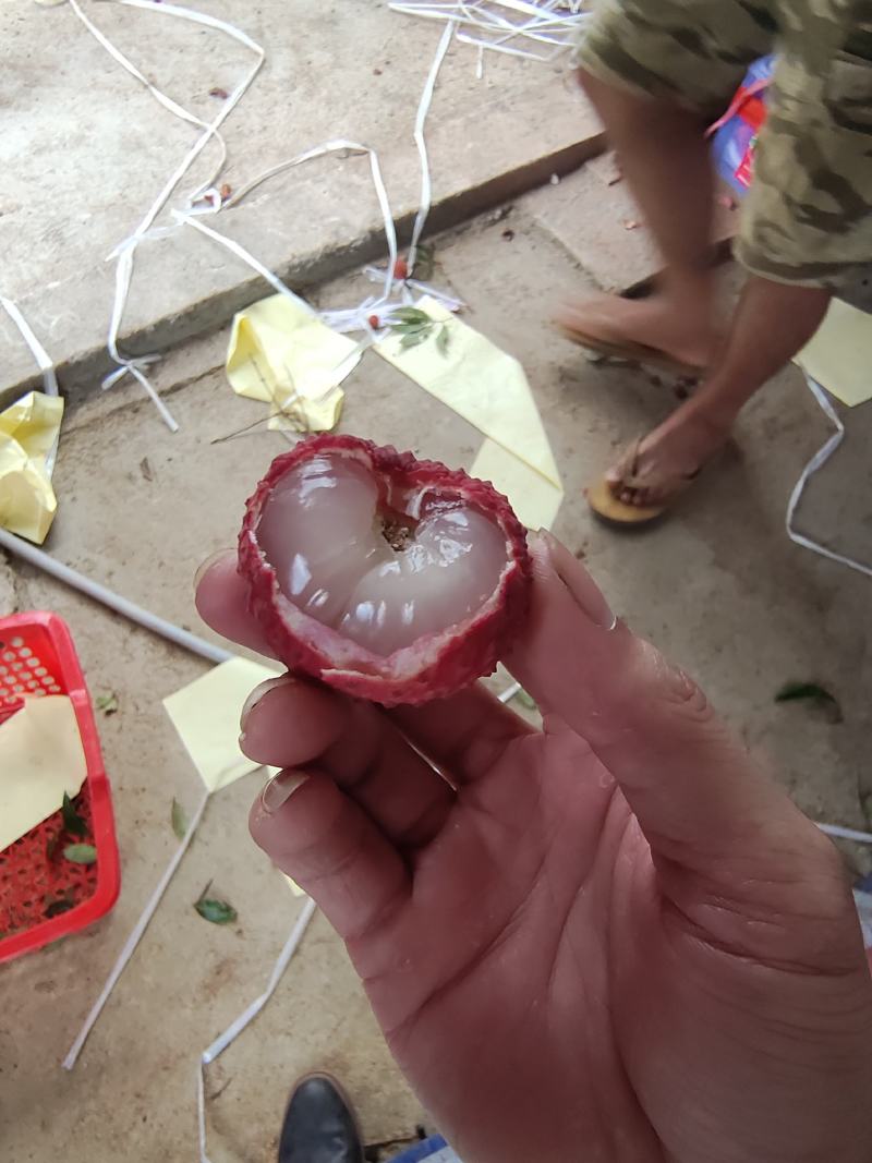 专业代办麻垌荔枝产地中国荔枝之乡专业团队代办经验20年