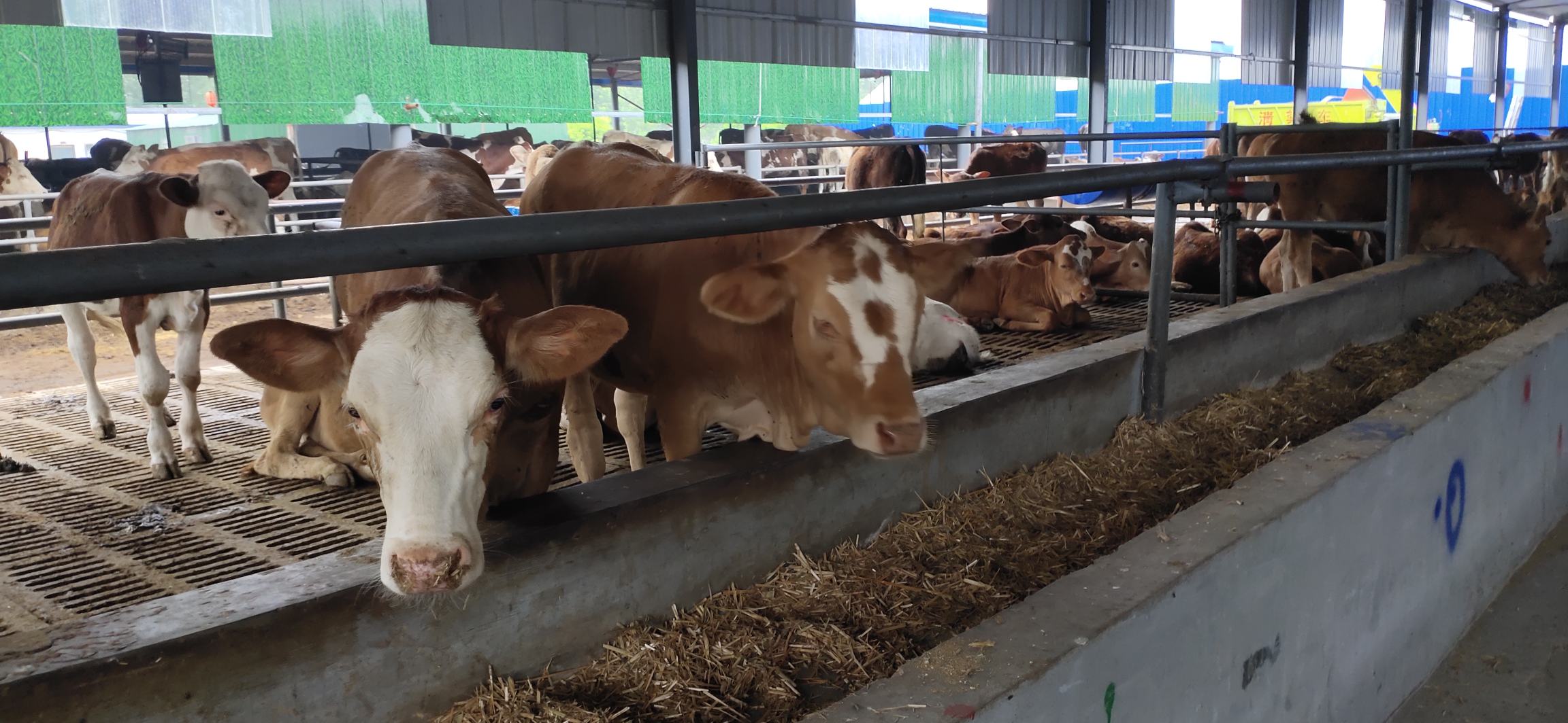 TMR搅拌车现场作业