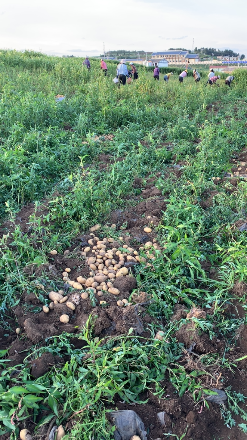 贵州威宁高山黄皮黄心土豆大量上市，现场开挖