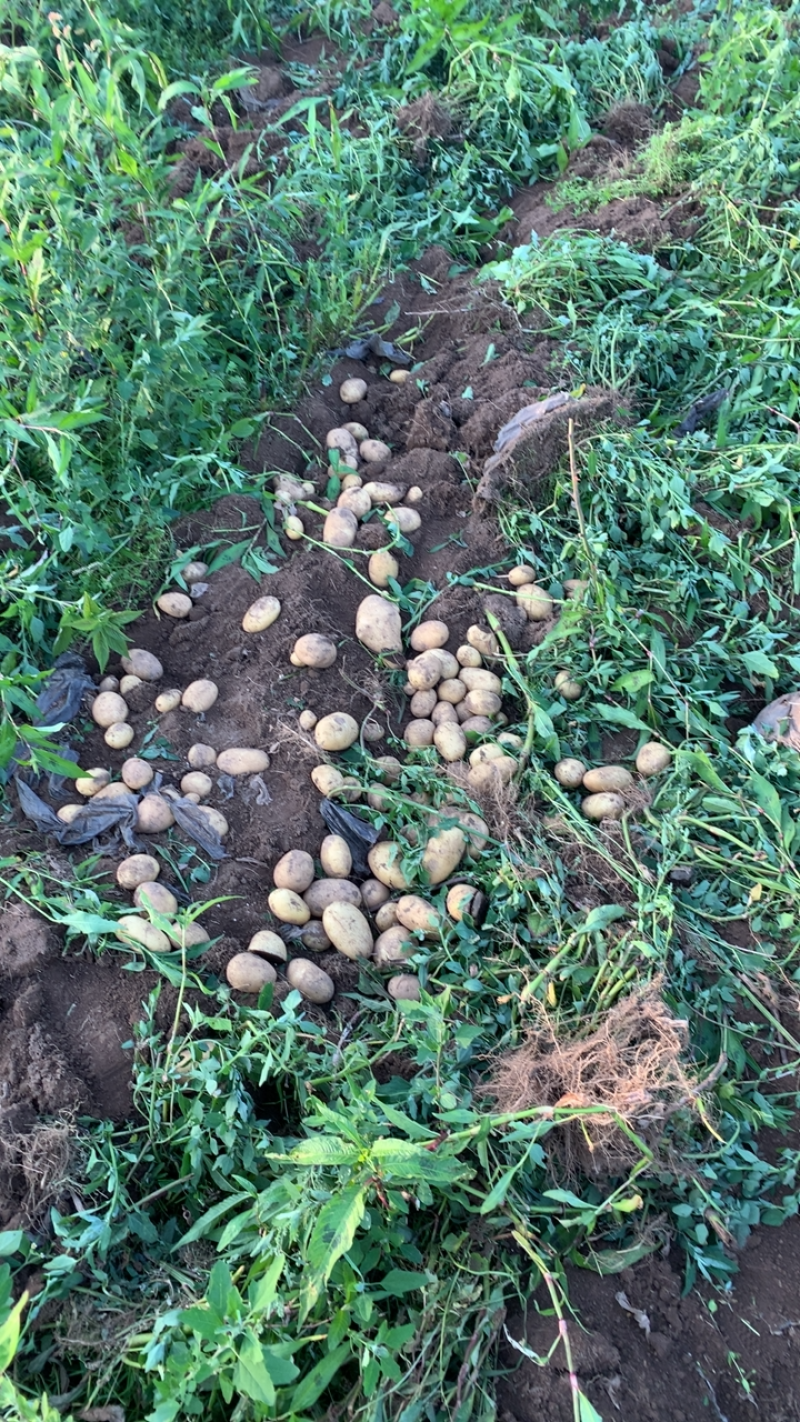 贵州威宁高山黄皮黄心土豆大量上市，现场开挖