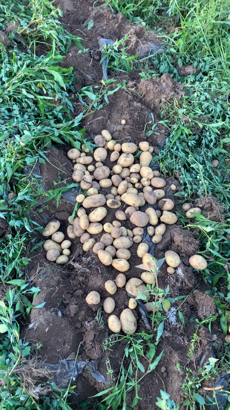 贵州威宁高山黄皮黄心土豆大量上市，现场开挖