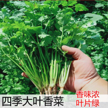 原装浓香大叶香菜种子四季种植蔬菜种子菜籽秋冬阳台小院花子