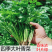 原装浓香大叶香菜种子四季种植蔬菜种子菜籽秋冬阳台小院花子