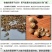 原装浓香大叶香菜种子四季种植蔬菜种子菜籽秋冬阳台小院花子