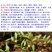 原装浓香大叶香菜种子四季种植蔬菜种子菜籽秋冬阳台小院花子