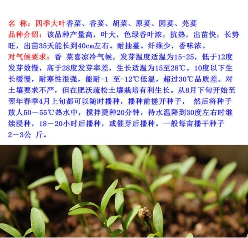 原装浓香大叶香菜种子四季种植蔬菜种子菜籽秋冬阳台小院花子