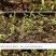 原装浓香大叶香菜种子四季种植蔬菜种子菜籽秋冬阳台小院花子