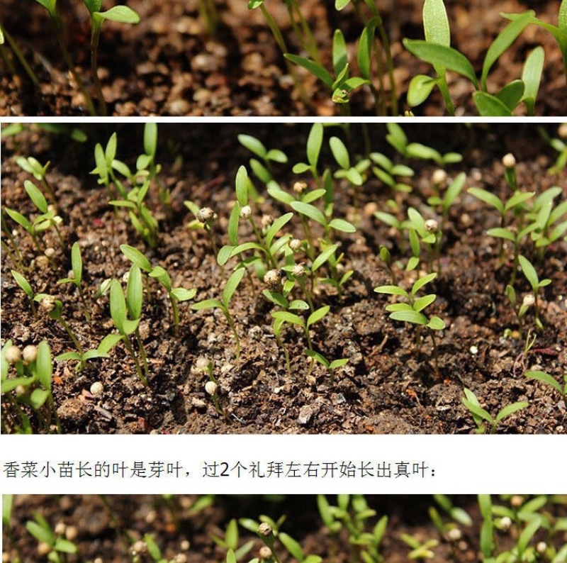 原装浓香大叶香菜种子四季种植蔬菜种子菜籽秋冬阳台小院花子