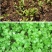原装浓香大叶香菜种子四季种植蔬菜种子菜籽秋冬阳台小院花子