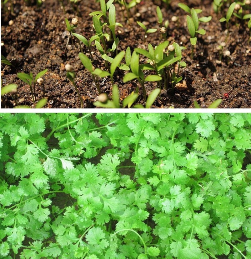 原装浓香大叶香菜种子四季种植蔬菜种子菜籽秋冬阳台小院花子