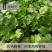 原装浓香大叶香菜种子四季种植蔬菜种子菜籽秋冬阳台小院花子
