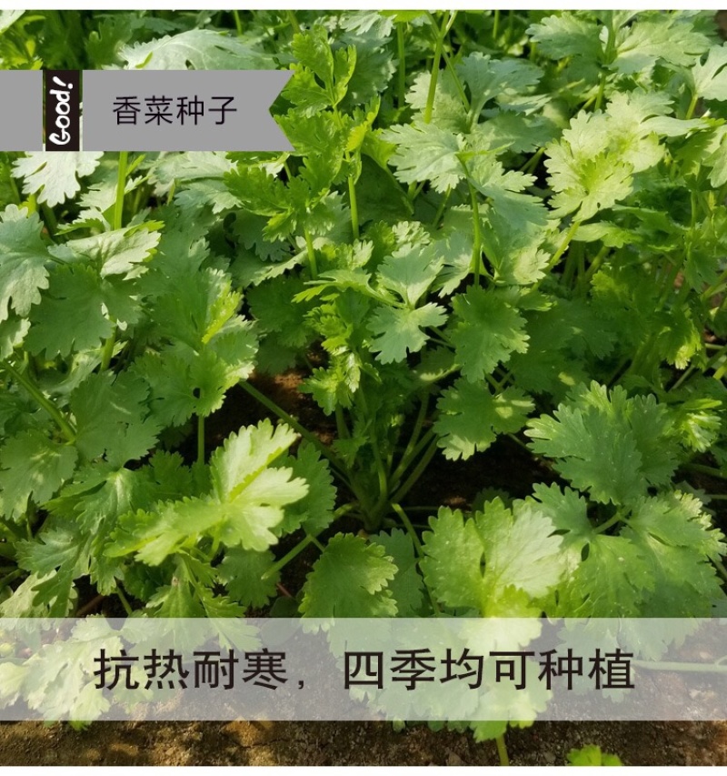 原装浓香大叶香菜种子四季种植蔬菜种子菜籽秋冬阳台小院花子