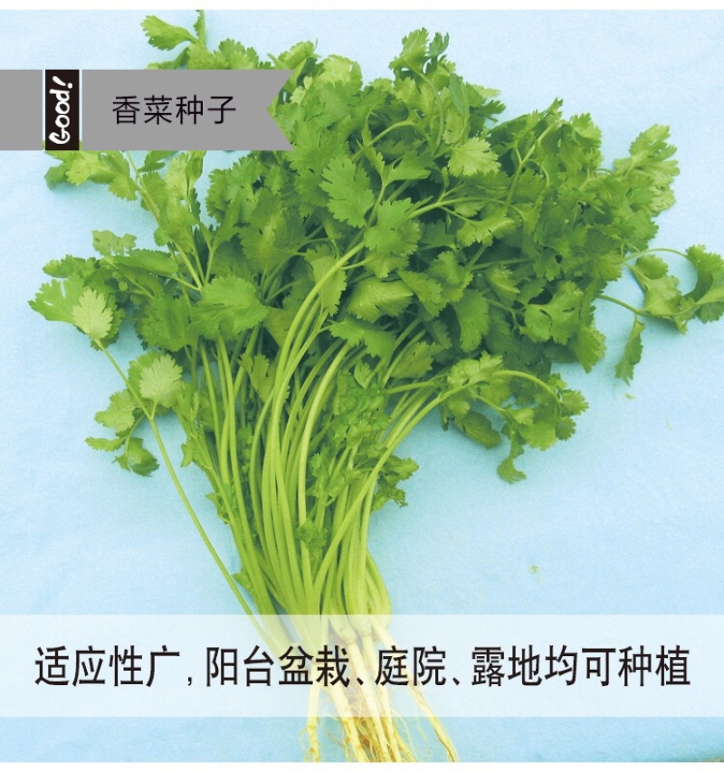 原装浓香大叶香菜种子四季种植蔬菜种子菜籽秋冬阳台小院花子