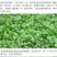 原装浓香大叶香菜种子四季种植蔬菜种子菜籽秋冬阳台小院花子