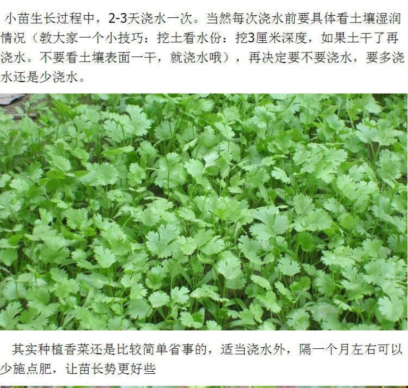 原装浓香大叶香菜种子四季种植蔬菜种子菜籽秋冬阳台小院花子
