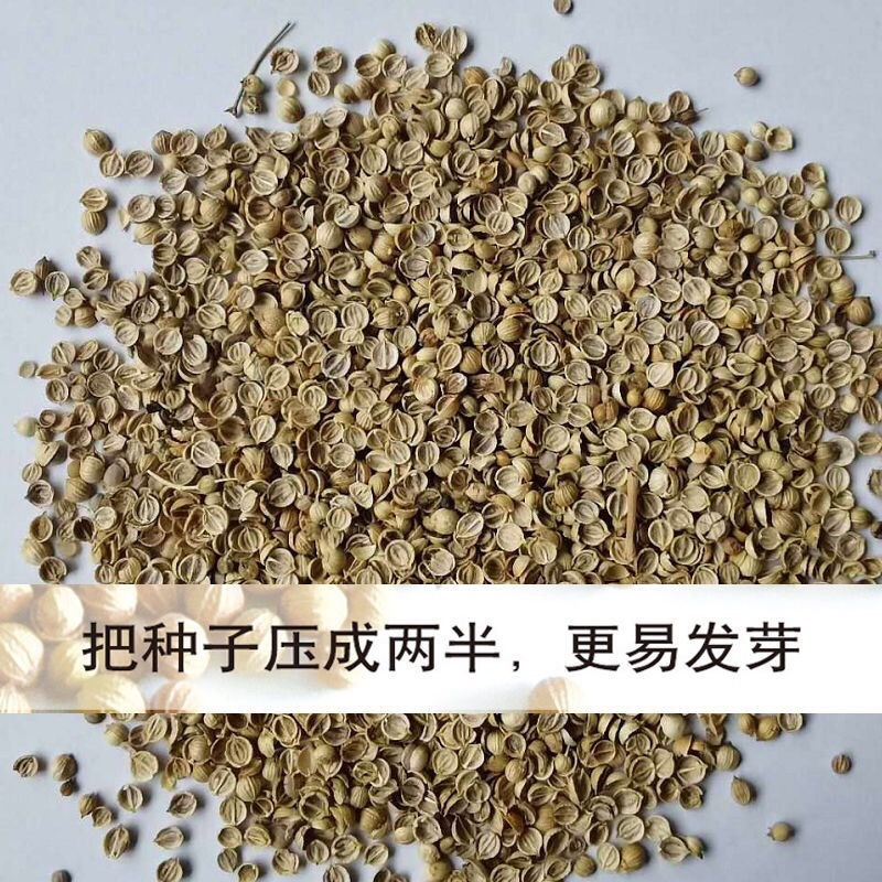 原装浓香大叶香菜种子四季种植蔬菜种子菜籽秋冬阳台小院花子