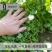 原装浓香大叶香菜种子四季种植蔬菜种子菜籽秋冬阳台小院花子