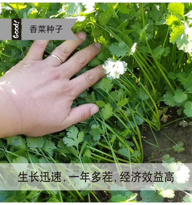 原装浓香大叶香菜种子四季种植蔬菜种子菜籽秋冬阳台小院花子
