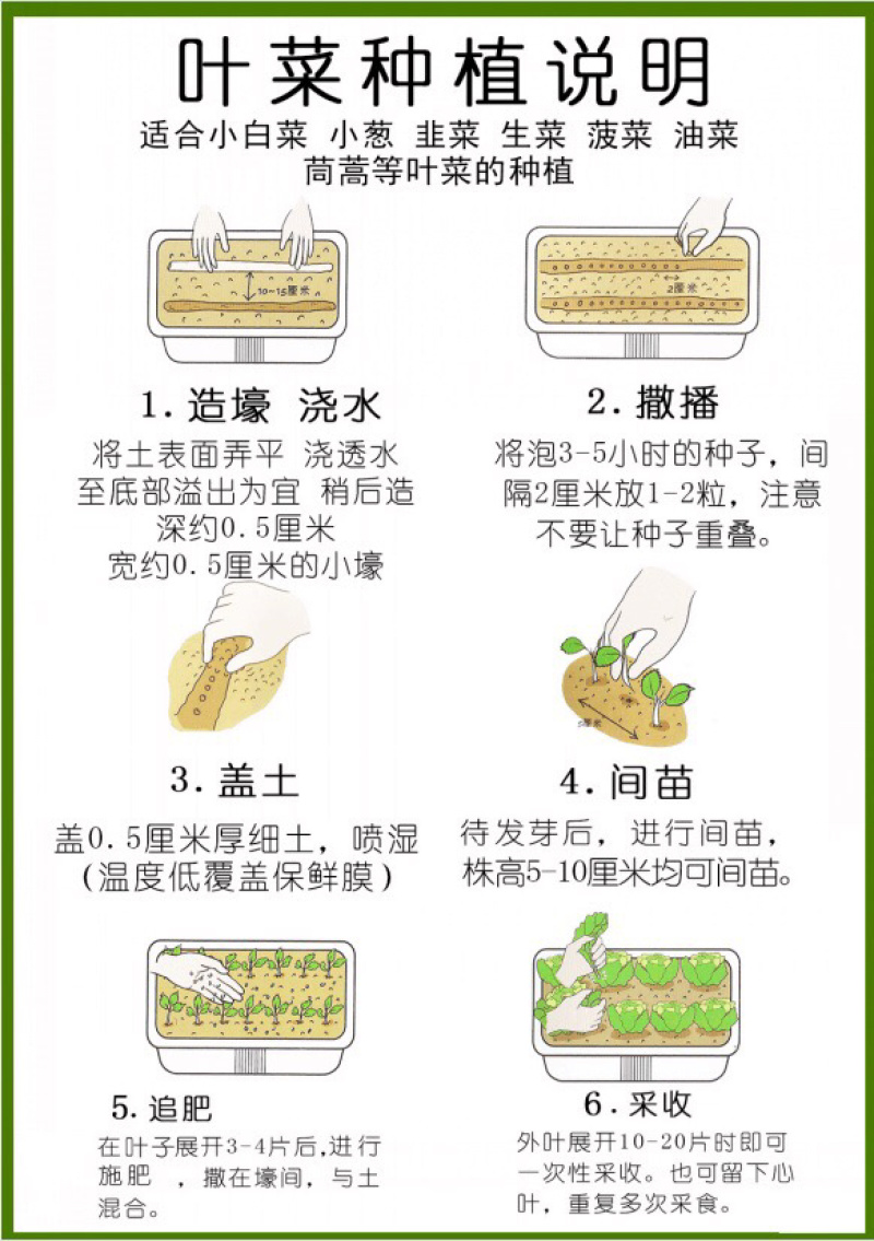 原装浓香大叶香菜种子四季种植蔬菜种子菜籽秋冬阳台小院花子