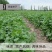 原装浓香大叶香菜种子四季种植蔬菜种子菜籽秋冬阳台小院花子