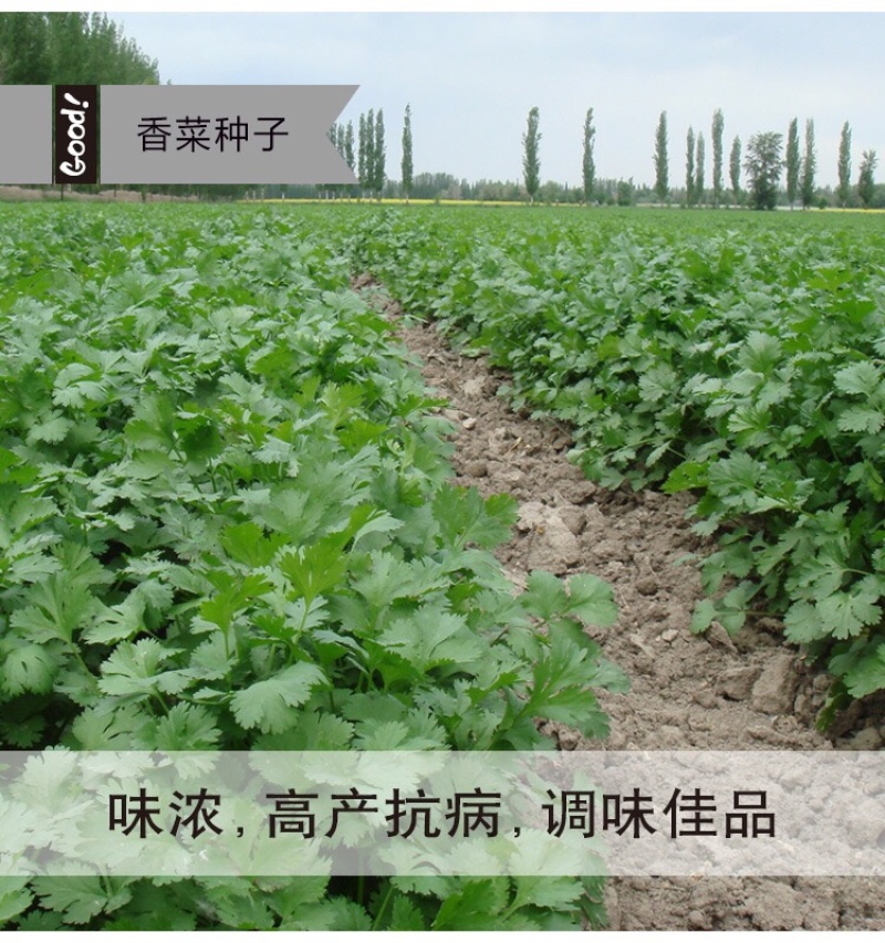 原装浓香大叶香菜种子四季种植蔬菜种子菜籽秋冬阳台小院花子