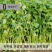 原装浓香大叶香菜种子四季种植蔬菜种子菜籽秋冬阳台小院花子