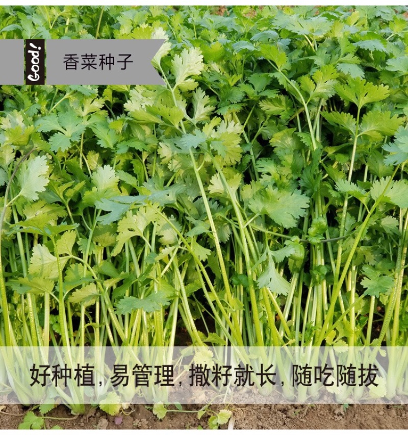 原装浓香大叶香菜种子四季种植蔬菜种子菜籽秋冬阳台小院花子