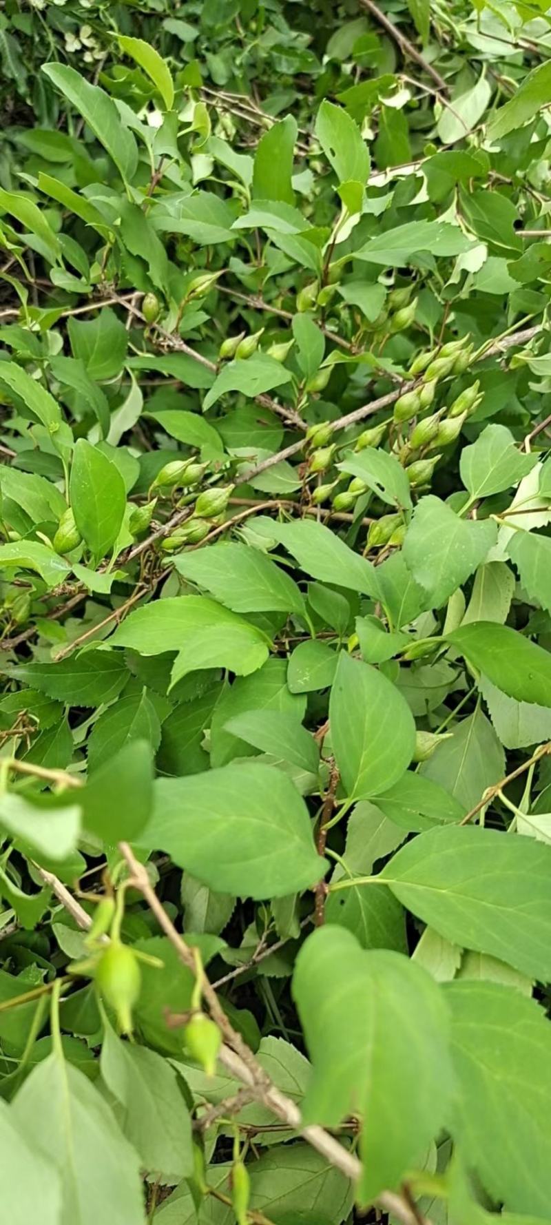 野生连翘