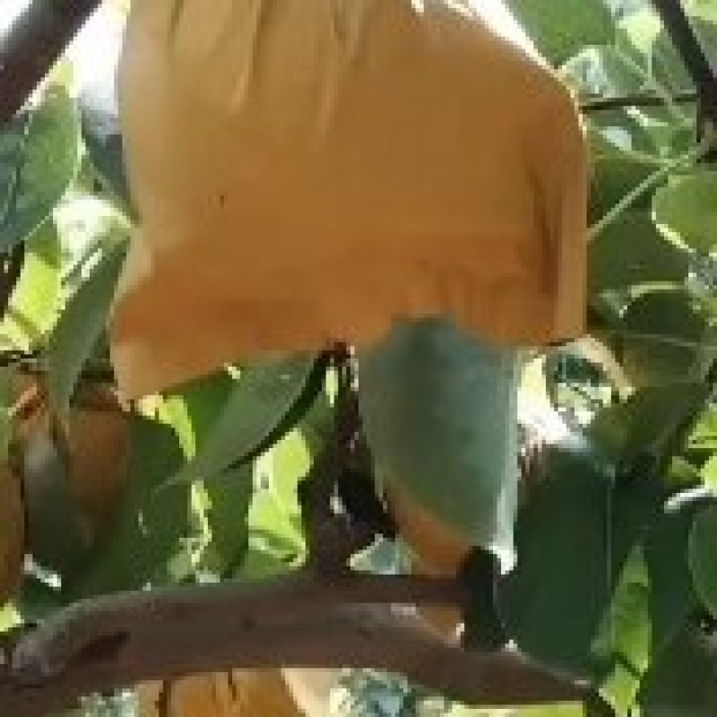 皇冠梨