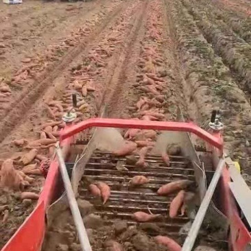 纯沙地红薯
