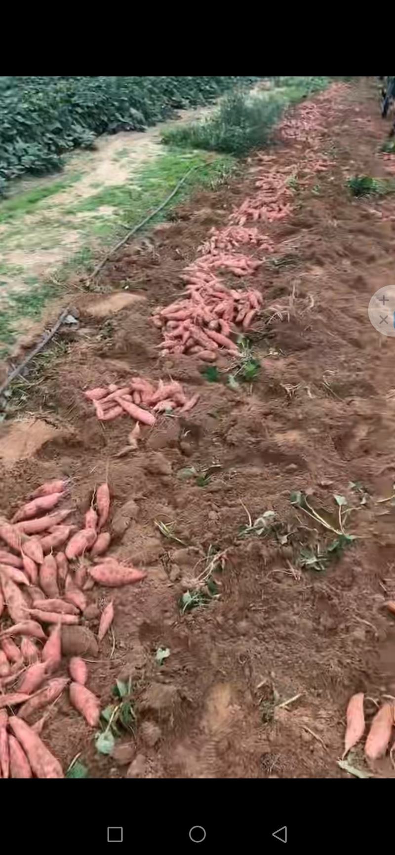 【烟薯25】大量上市对接商超电商平台软糯香甜欢迎订购