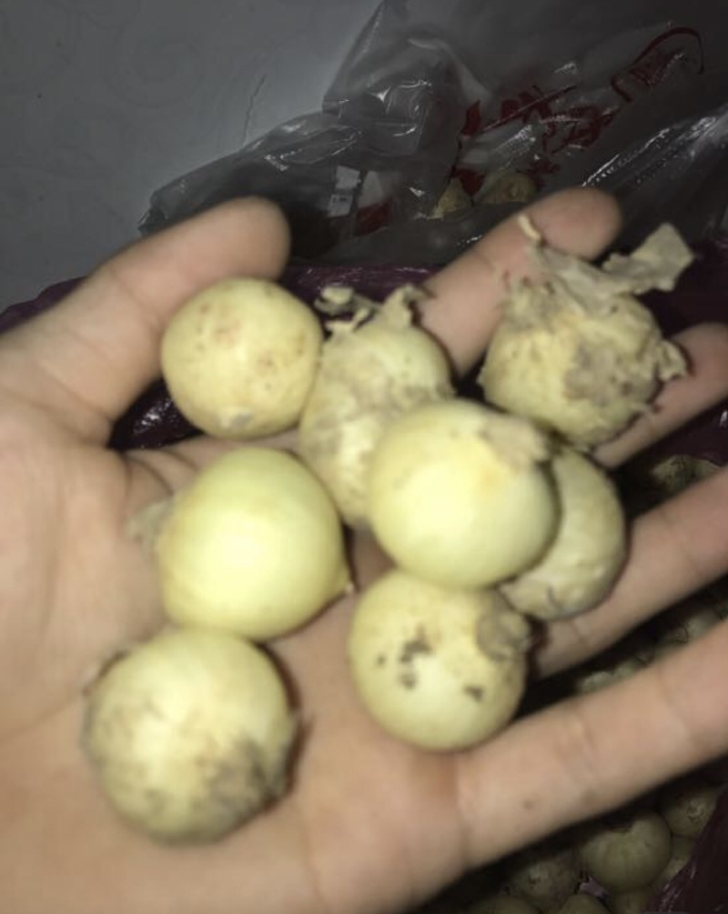 苦蕌薤白