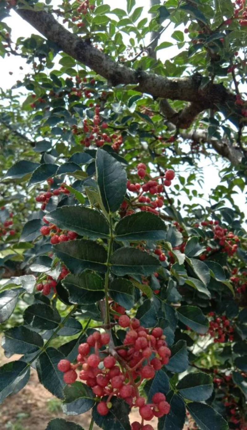陕西韩城大红袍大量上市