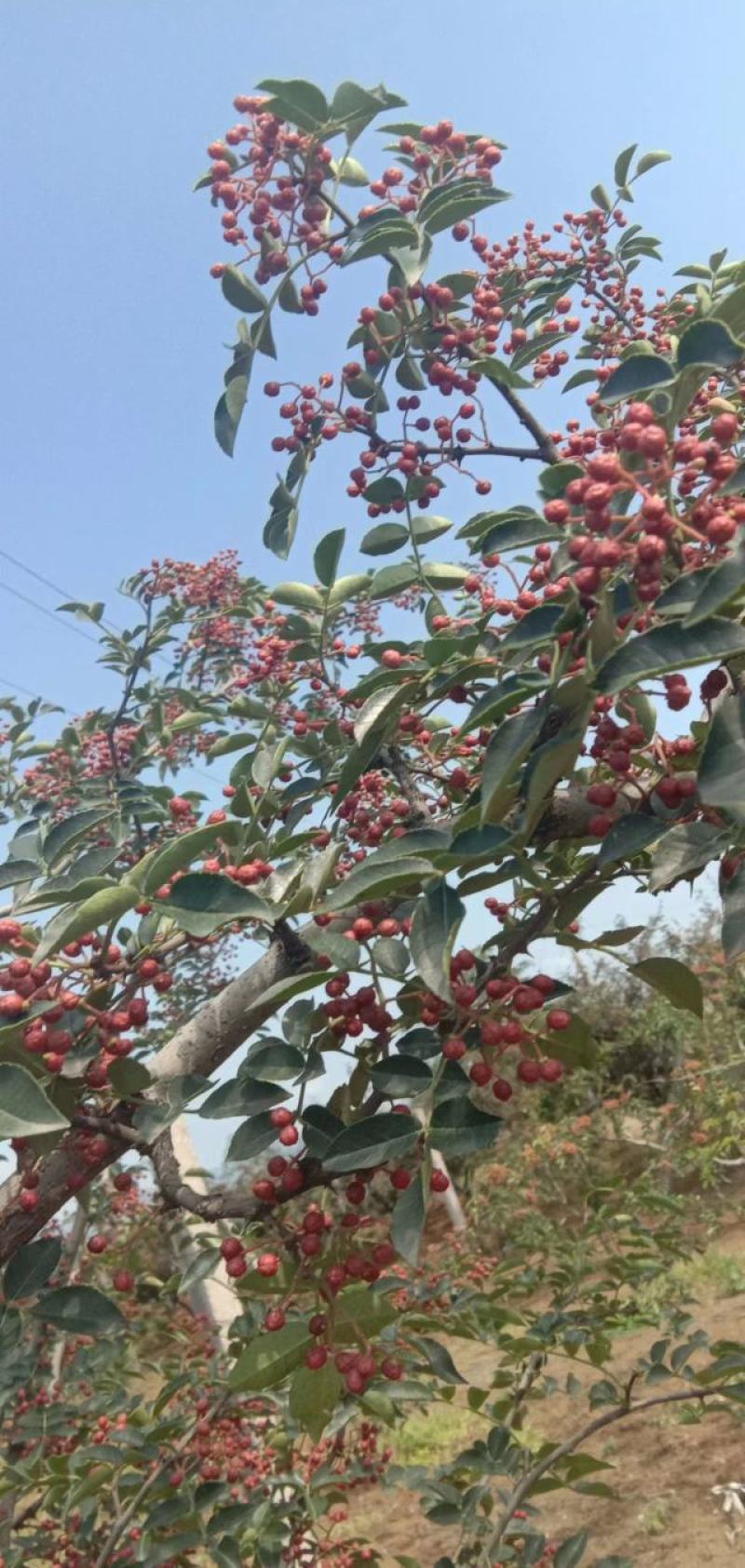 陕西韩城大红袍大量上市