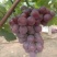 河北威县巨峰葡萄