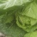 【推荐】长白菜黄心大白菜大量上市品质好