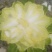 【推荐】长白菜黄心大白菜大量上市品质好