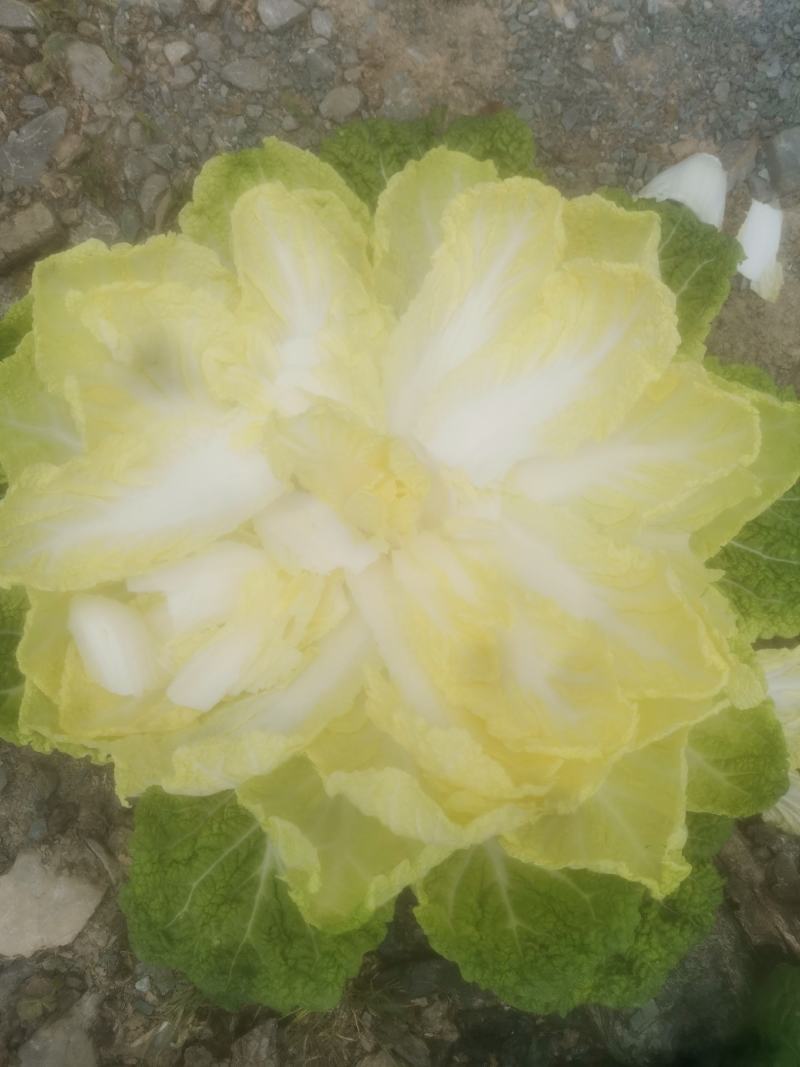 【推荐】长白菜黄心大白菜大量上市品质好