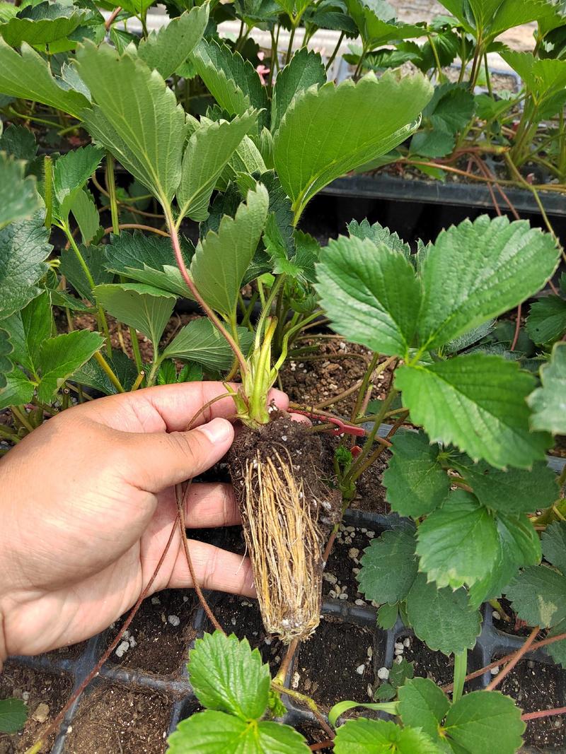 隋珠草莓苗香野草莓苗穴盘育苗草莓苗草莓种苗