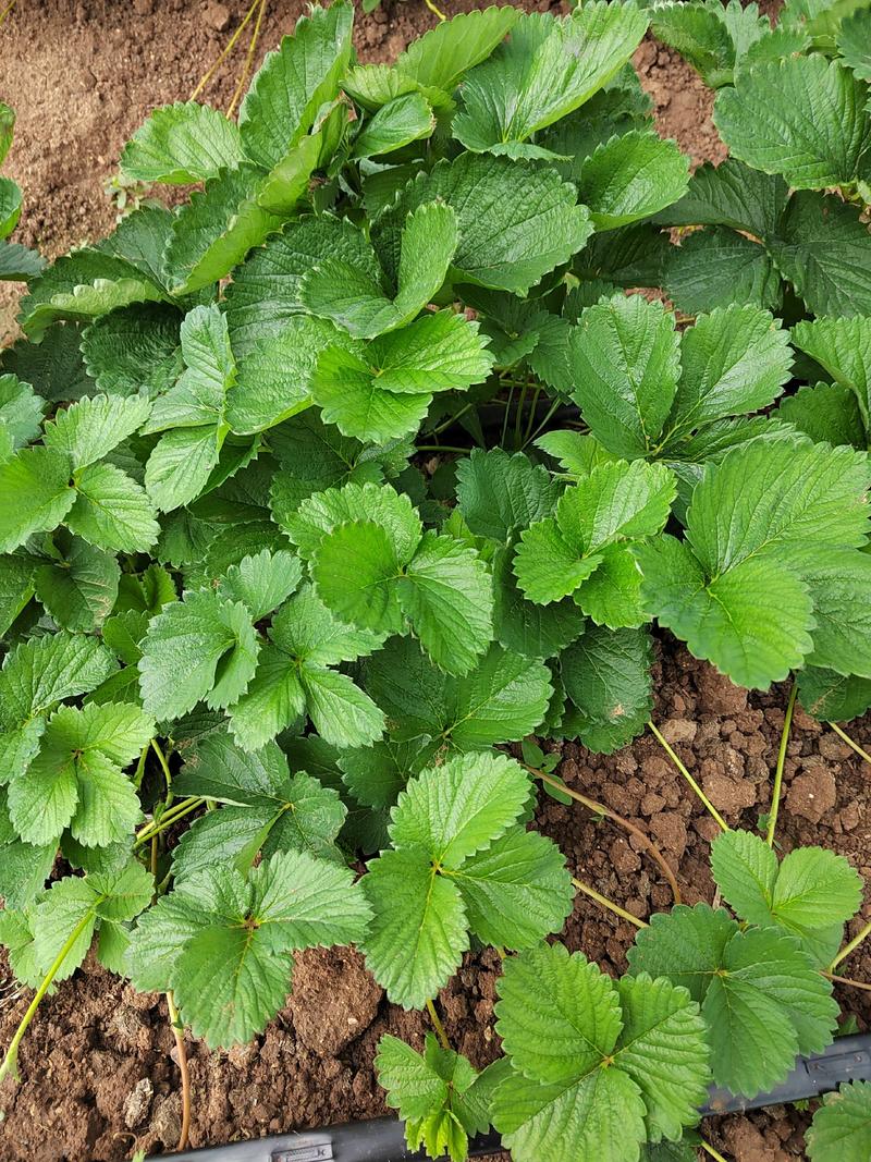 隋珠草莓苗香野草莓苗穴盘育苗草莓苗草莓种苗