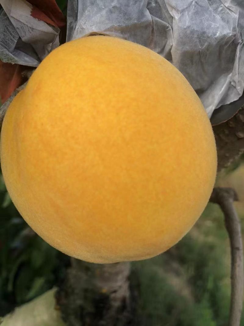 精选优质黄桃，锦绣黄桃大量上市欢迎各地客商前来咨询选购