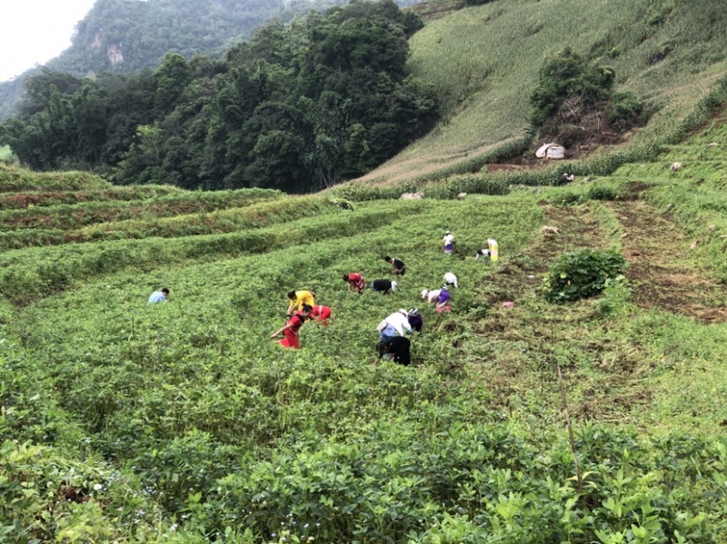 云南孟连七彩花生鲜货，味甜香糯，生吃水煮凉拌佳品。