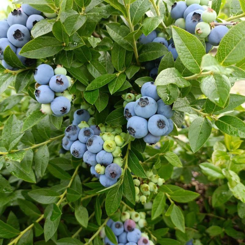 蓝莓大果小果品种齐全量大保质保量