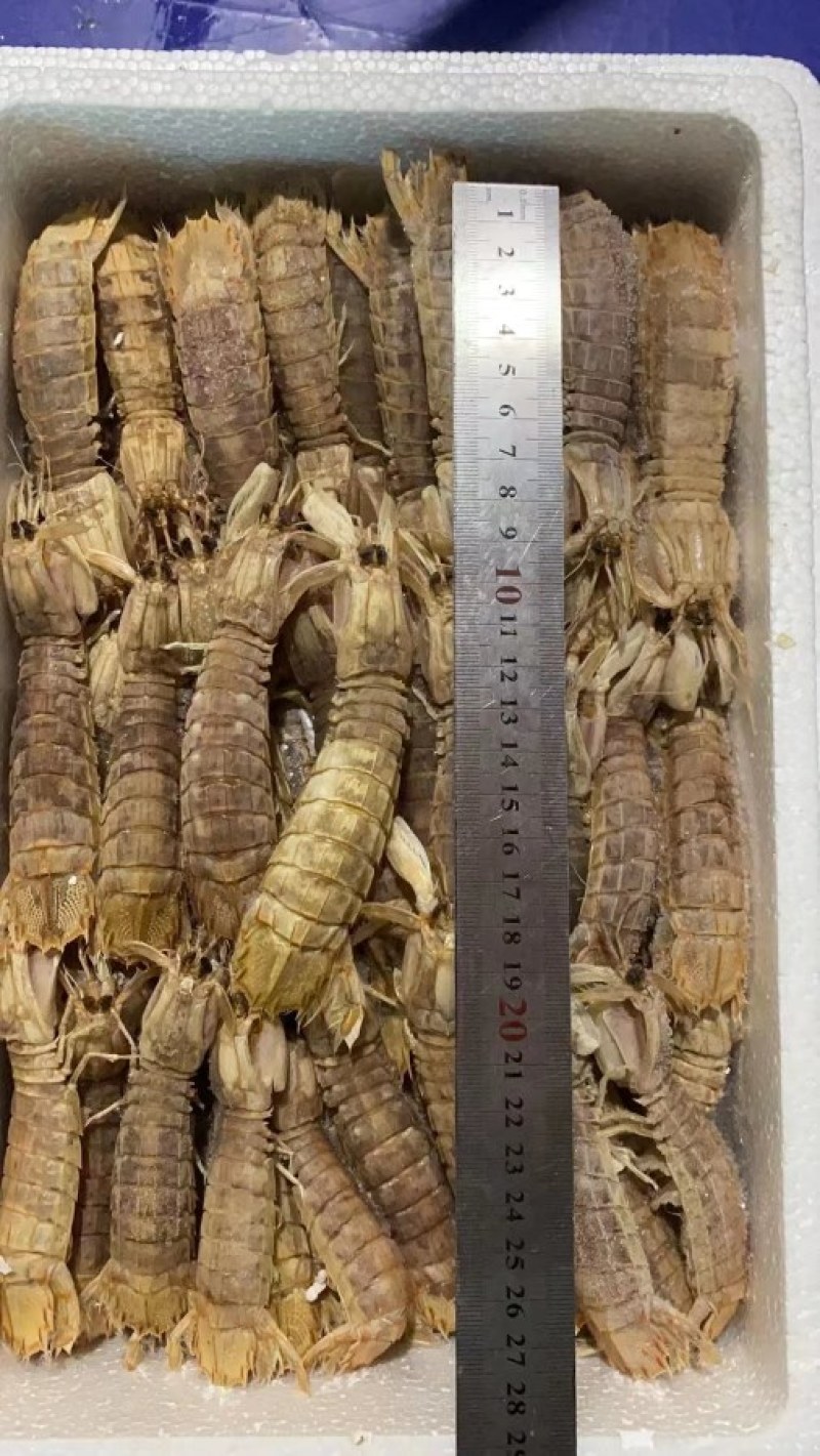 速冻。虾爬子。皮皮虾