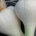 优质大蒜青蒜产地批发一手货源量大从优视频看