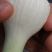 优质大蒜青蒜产地批发一手货源量大从优视频看