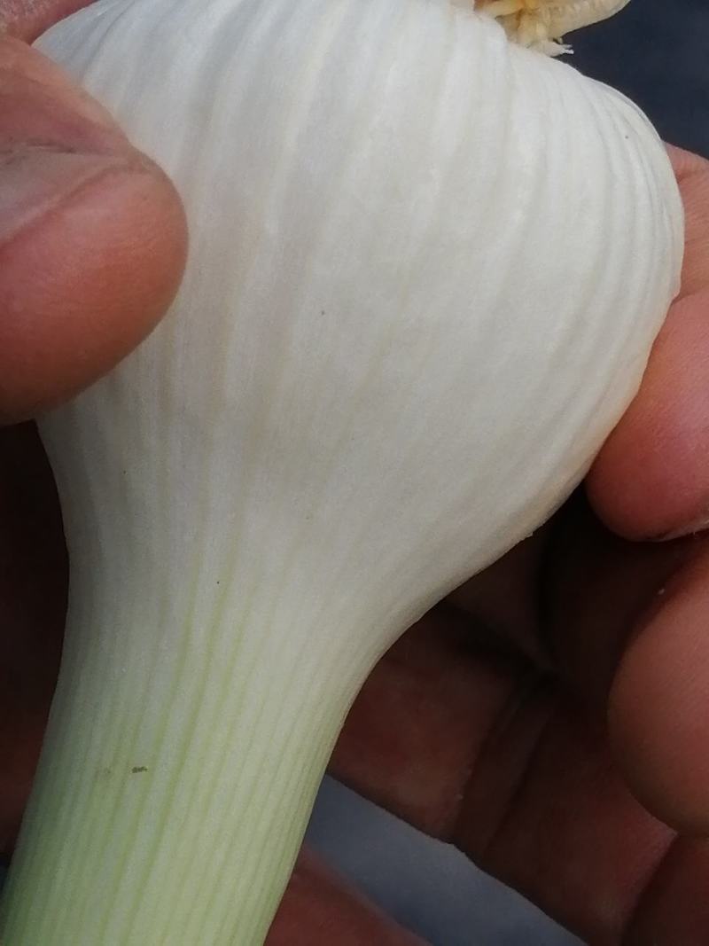 优质大蒜青蒜产地批发一手货源量大从优视频看