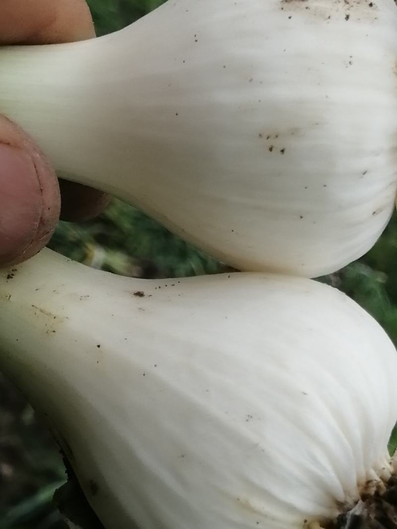 优质大蒜青蒜产地批发一手货源量大从优视频看
