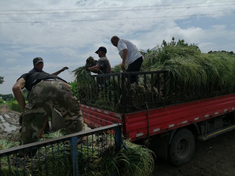 优质大蒜青蒜产地批发一手货源量大从优视频看