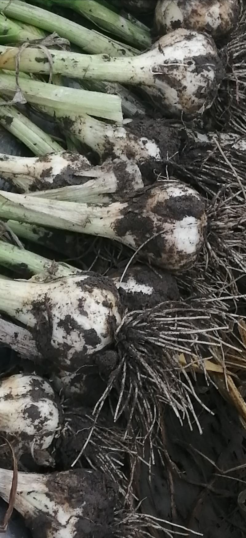 优质大蒜青蒜产地批发一手货源量大从优视频看